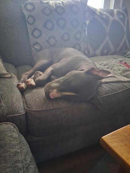 CIRCUS PEANUT (IN FOSTER) - American Pit Bull Terrier / Mix available for adoption
