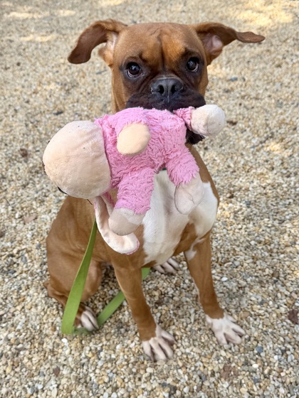 LUNCH BOX - Boxer / Mix available for adoption