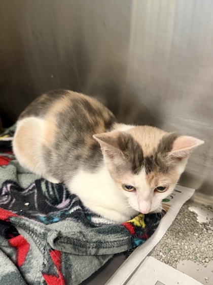 BELLE - Domestic Shorthair / Mix available for adoption