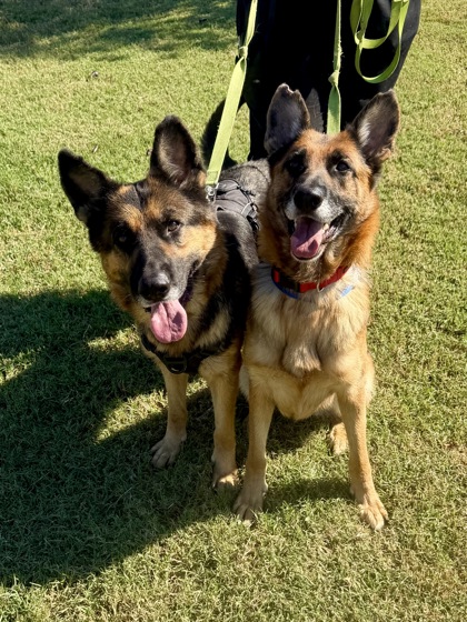 ROXY (BONDED WITH EMMA) - German Shepherd / Mix available for adoption