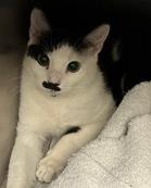 BRAHMS - Domestic Shorthair / Mix available for adoption