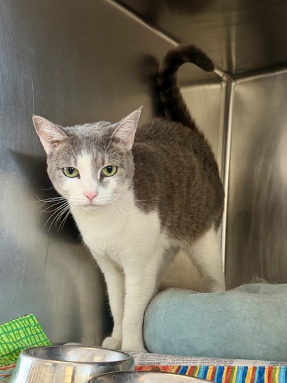 CEDAR - Domestic Shorthair / Mix for adoption in Hampton