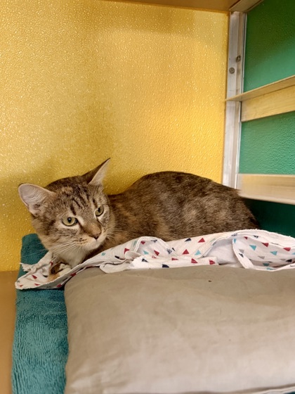 CROCK POT - Domestic Medium Hair / Mix available for adoption