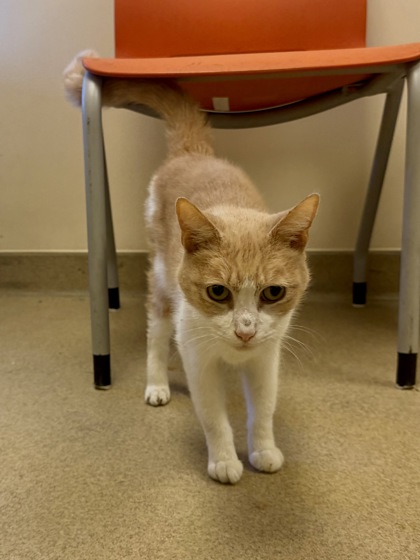 DING DONG DITCH - Domestic Shorthair / Mix available for adoption