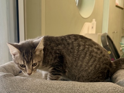 RC COLA - Domestic Shorthair / Mix available for adoption