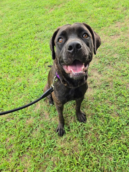 BRIANNA - Cane Corso / Mix available for adoption