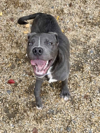 CHANCE - American Pit Bull Terrier / Mix available for adoption