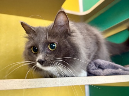 AUGGIE - Domestic Medium Hair / Mix available for adoption
