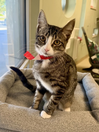 BAGUETTE - Domestic Shorthair / Mix available for adoption
