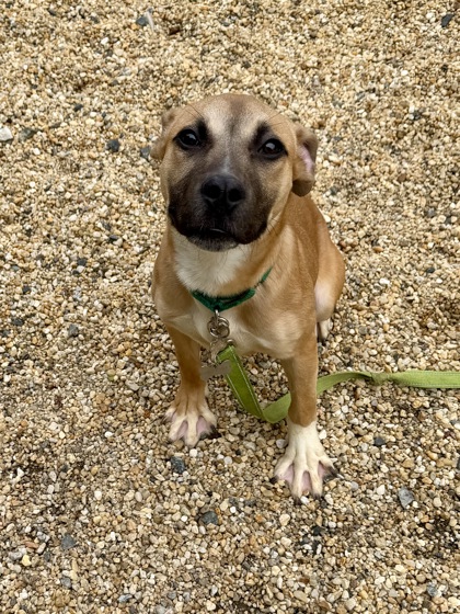 CORK BOARD - American Pit Bull Terrier / Boxer available for adoption