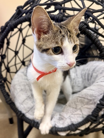 ALEXANDER - Domestic Shorthair / Mix available for adoption