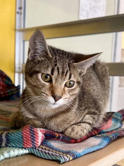 CONNOR - Domestic Shorthair / Mix available for adoption