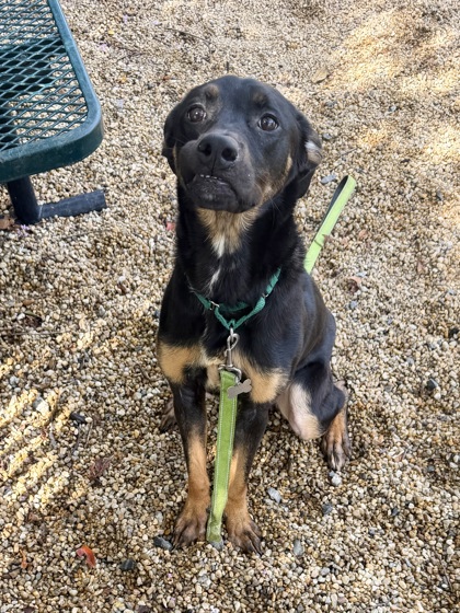 LEGGY PEGGY (IN FOSTER) - German Shepherd / Mix available for adoption