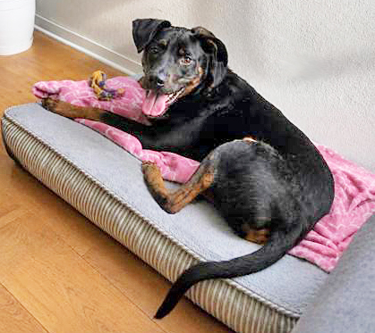 LEGGY PEGGY (IN FOSTER) - German Shepherd / Mix available for adoption