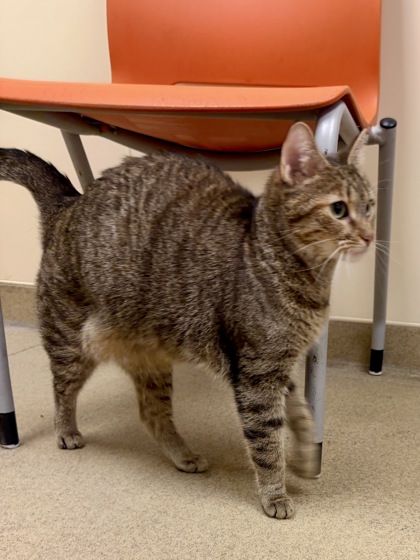 KIYA - Domestic Shorthair / Mix available for adoption