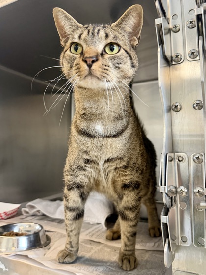 CHEESE CAKE - Domestic Shorthair / Mix available for adoption