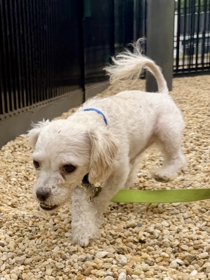 COZEY - Shih Tzu / Mix available for adoption