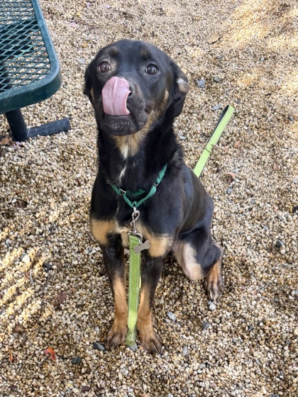LEGGY PEGGY (IN FOSTER) - German Shepherd / Mix available for adoption