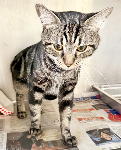 GRIMACE - Domestic Shorthair / Mix available for adoption