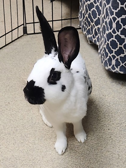HOPPS - Rabbit / Rabbit available for adoption