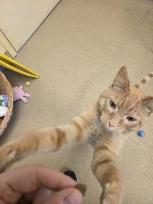 MR. GRABBY MITTS - Domestic Shorthair / Mix available for adoption