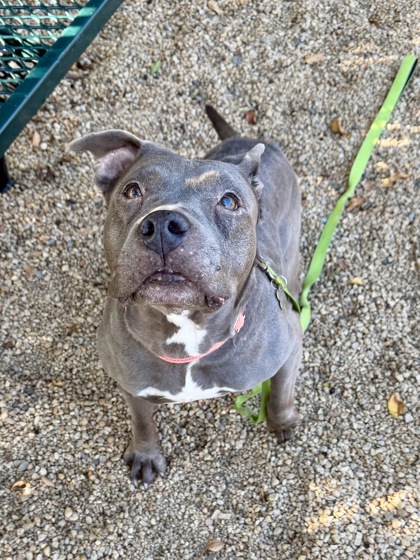 BELLA - American Pit Bull Terrier / Mix available for adoption