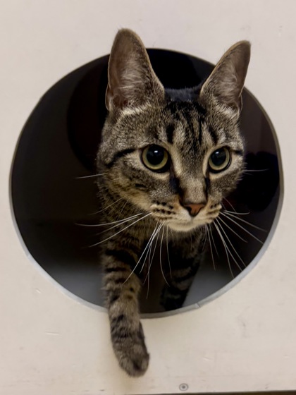 FRITZ - Domestic Shorthair / Mix for adoption in Hampton