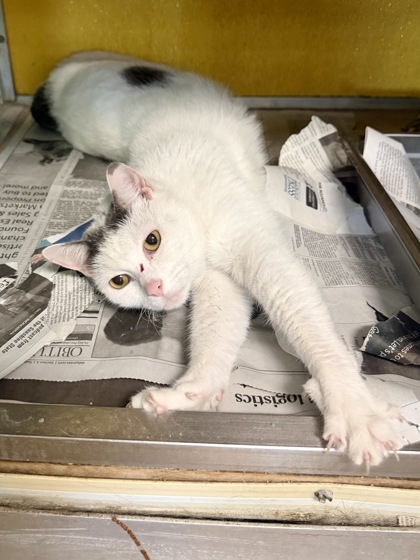 STEVIE - Domestic Shorthair / Mix available for adoption