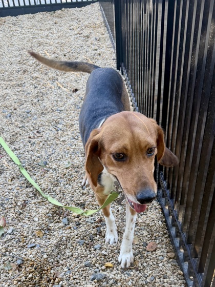 DOUGHBOY (FOSTER TO ADOPT HW+) - Beagle / Mix available for adoption