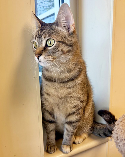 MISS KITTY - Domestic Shorthair / Mix for adoption in Hampton