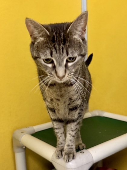 TALLULAH (BONDED W/ MATTIE) - Domestic Shorthair / Mix available for adoption