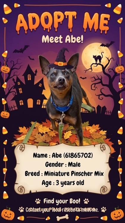 ABE - Miniature Pinscher / Mix available for adoption