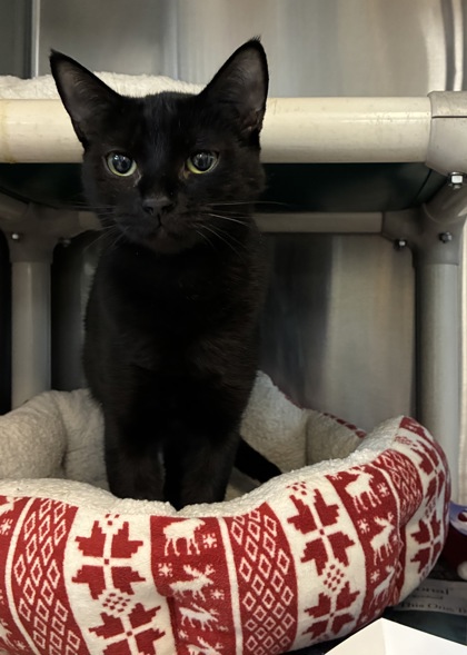 SOPHIA - Domestic Shorthair / Mix available for adoption