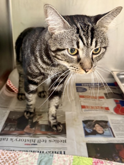 GRIMACE - Domestic Shorthair / Mix for adoption in Hampton