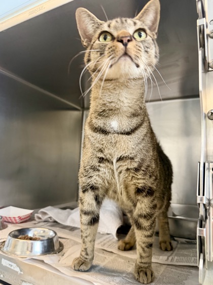CHEESE CAKE - Domestic Shorthair / Mix available for adoption