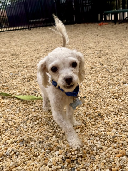 COZEY - Shih Tzu / Mix available for adoption