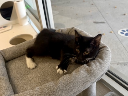 AGENDA - Domestic Shorthair / Mix available for adoption
