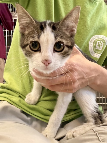 BEEF STEW - Domestic Shorthair / Mix available for adoption
