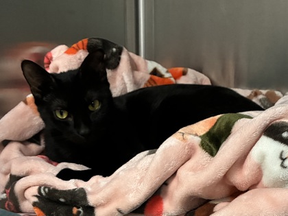 CASSIE - Domestic Shorthair / Mix available for adoption