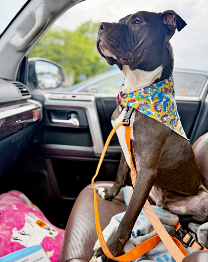 SEPHIROTH (IN FOSTER) - American Pit Bull Terrier / Mix for adoption in Hampton