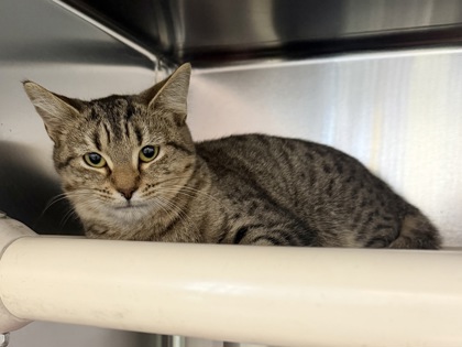 TREE STAR - Domestic Shorthair / Mix available for adoption
