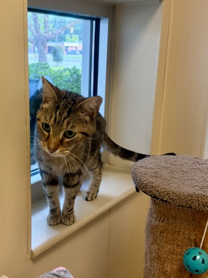 MONDU - Domestic Shorthair / Mix available for adoption