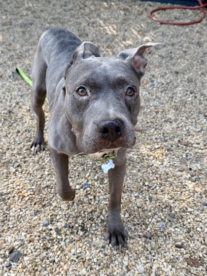 BELLA - American Pit Bull Terrier / Mix available for adoption