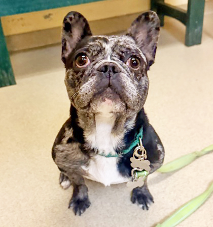 CABARNET - French Bulldog / Mix available for adoption