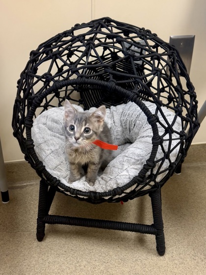PLUTO (FOSTER TO ADOPT) - Domestic Medium Hair / Mix available for adoption