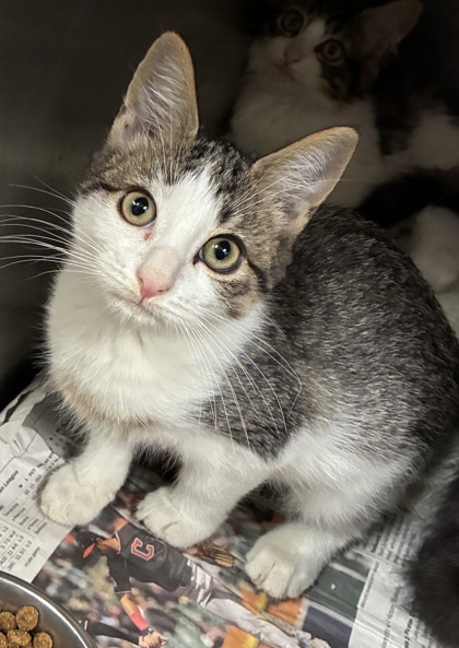 ABIGAIL LEMONPARTY - Domestic Shorthair / Mix available for adoption