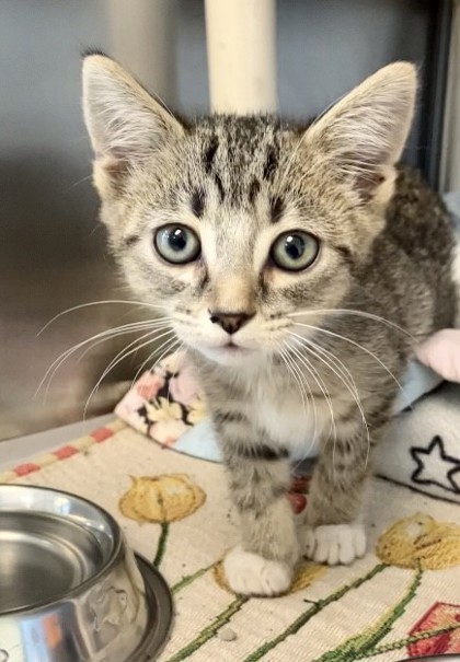 EGGO - Domestic Shorthair / Mix available for adoption