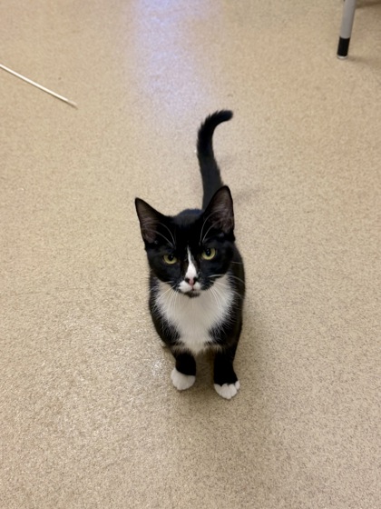 MITTENS - Domestic Shorthair / Mix available for adoption