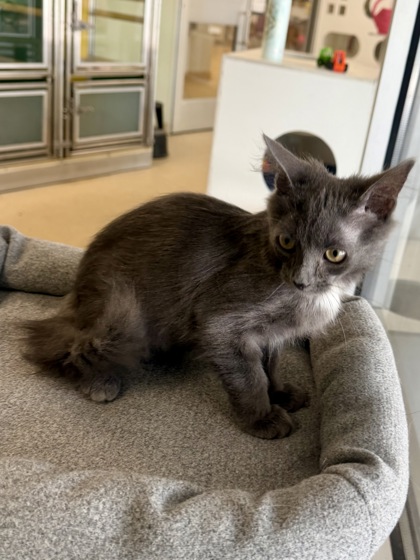 JACK - Domestic Medium Hair / Mix available for adoption