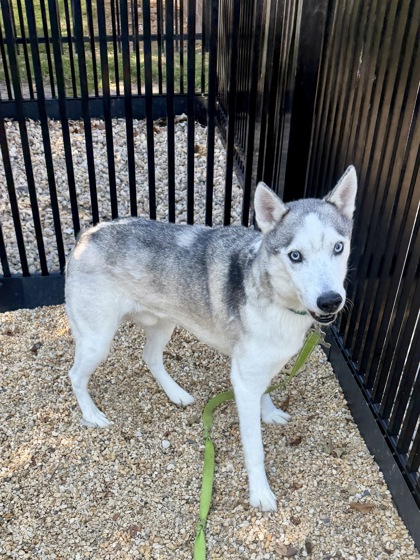 ASH - Alaskan Husky / Mix available for adoption